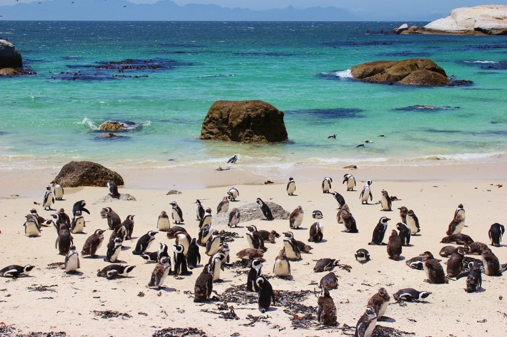 Gay Safari & Cape Town Tour 3